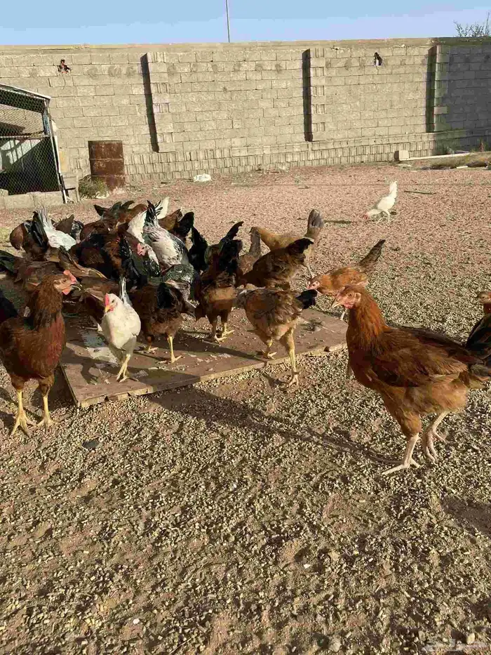 دجاج فرنسي للبيع 1