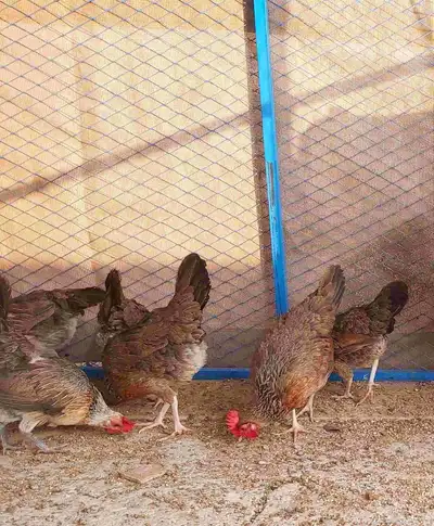 بيض دجاج عربي ترثه 3