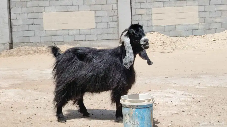 عارضيه صنف 1