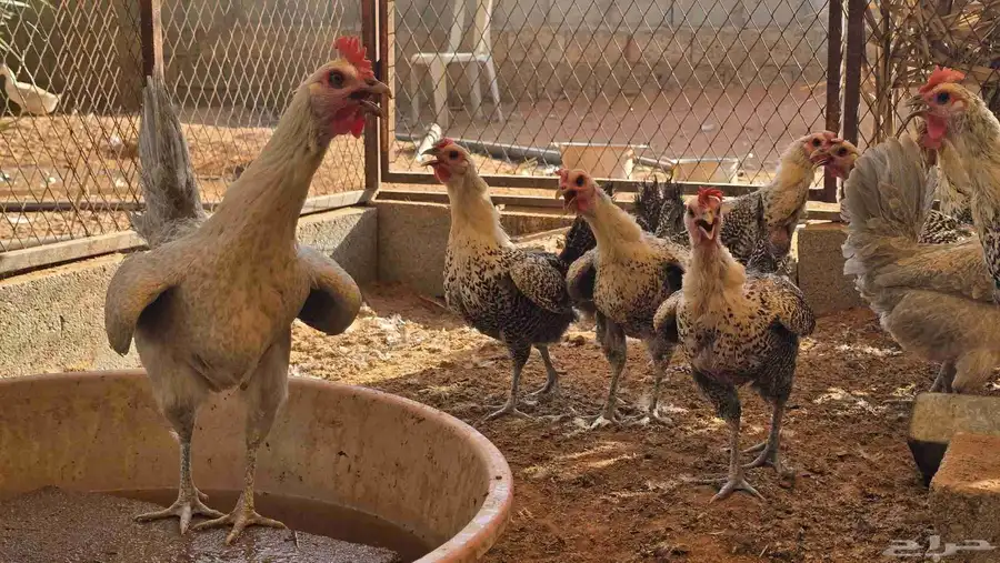 للبيع دجاج بياض 3
