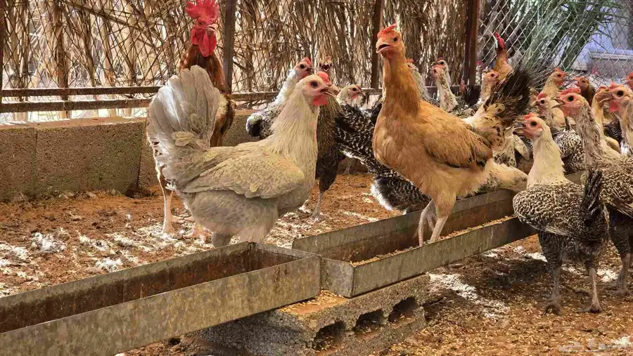 للبيع دجاج بياض 6