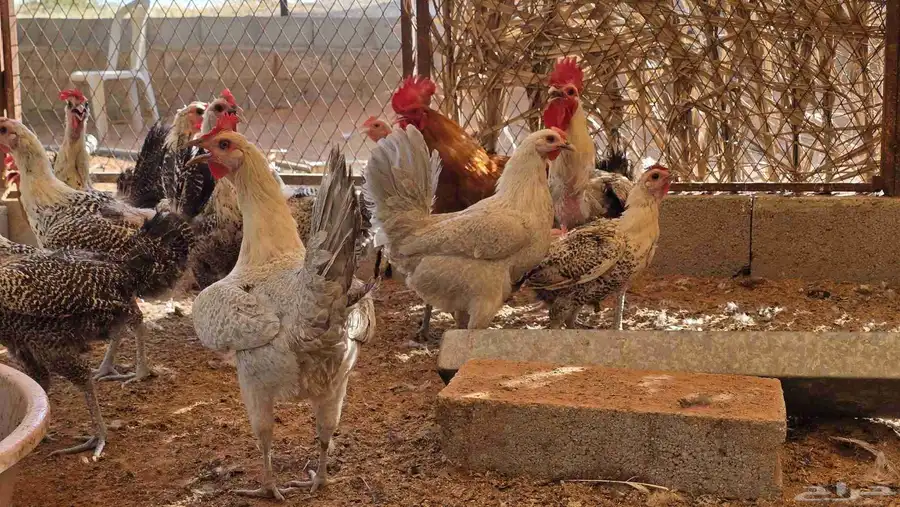 للبيع دجاج بياض 2