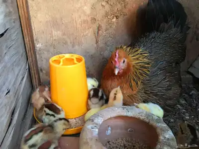 بيض دجاج عربي ترثه 1