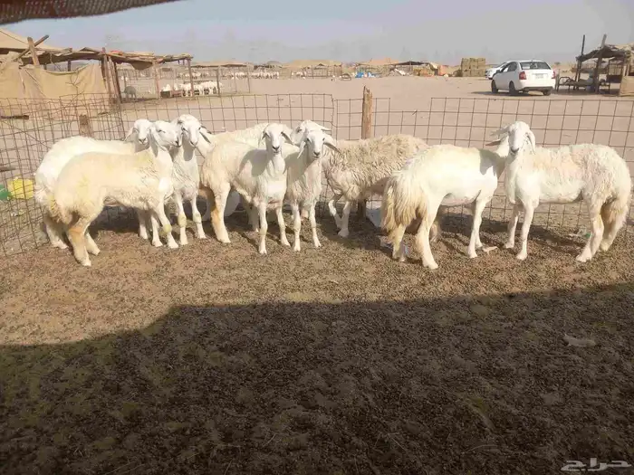 رخال حريات للبيع 8