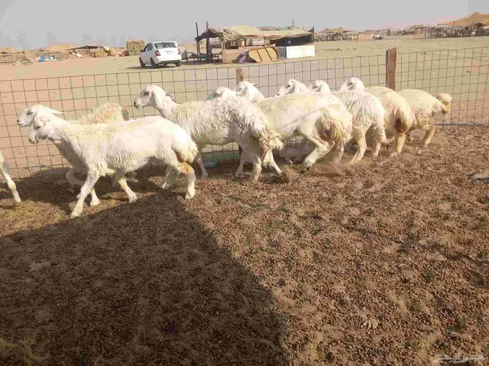 رخال حريات للبيع 7