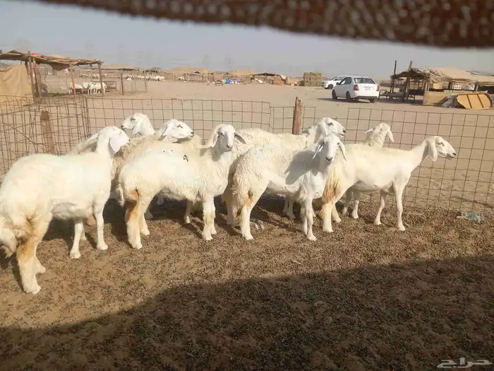 رخال حريات للبيع 0