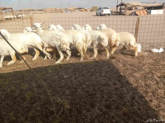 رخال حريات للبيع 6