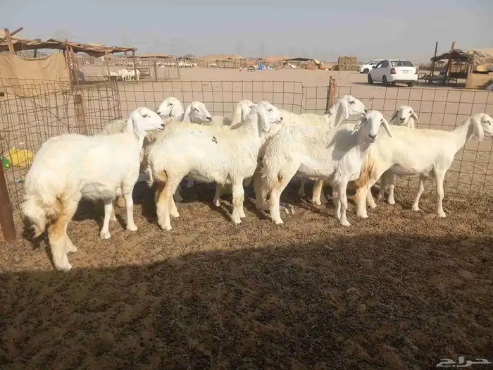 رخال حريات للبيع 3