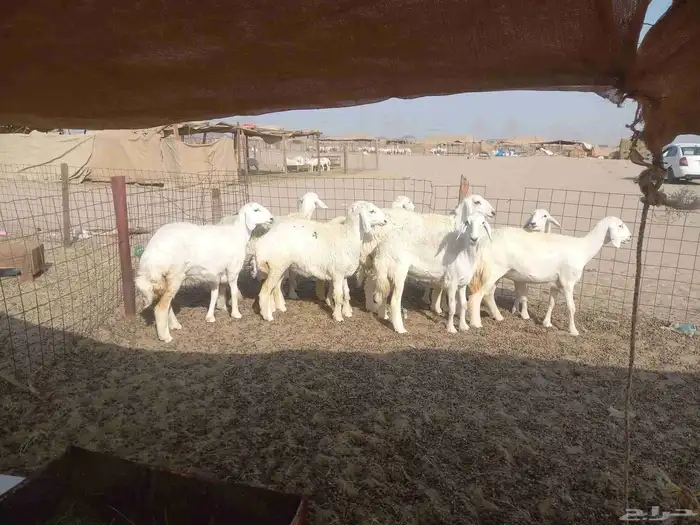 رخال حريات للبيع 4