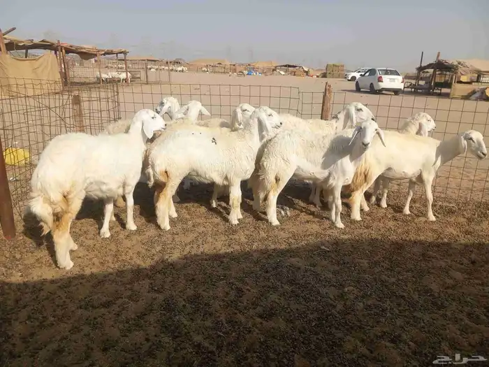 رخال حريات للبيع 1