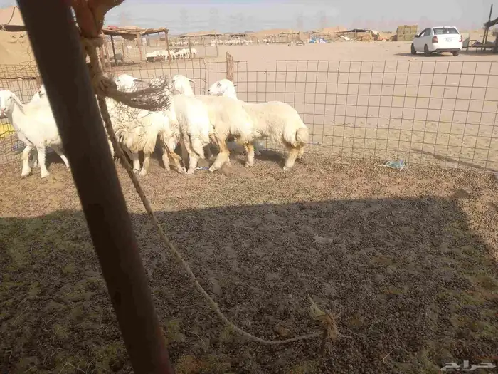 رخال حريات للبيع 5