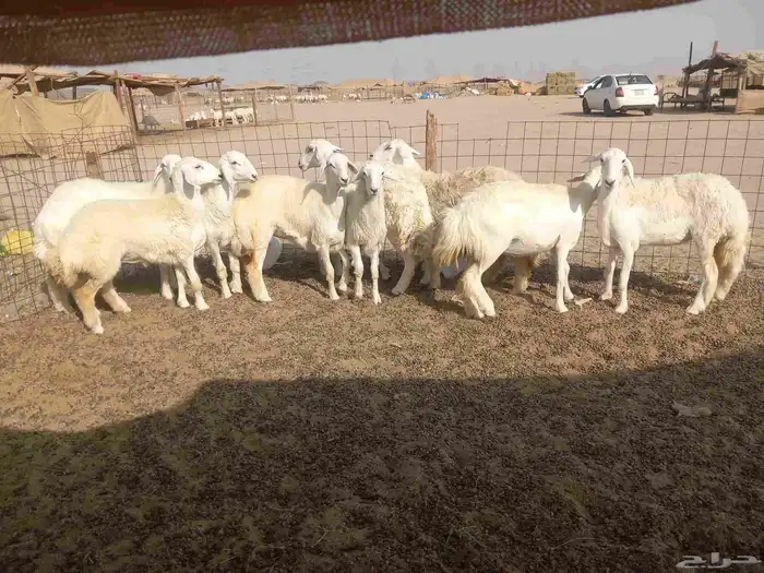 رخال حريات للبيع 9