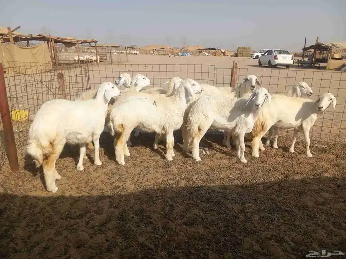 رخال حريات للبيع 2