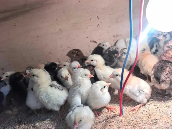 صوص بلدي ب 2 ريال 1