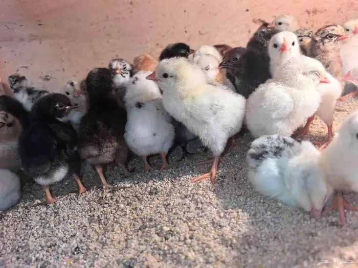 صوص بلدي ب 2 ريال 2