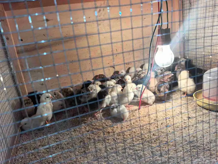 صوص بلدي ب 2 ريال 5