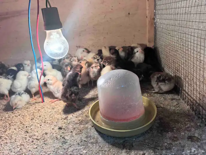 صوص بلدي ب 2 ريال 4