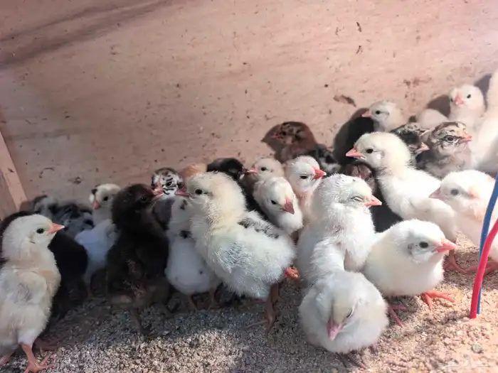 صوص بلدي ب 2 ريال 3