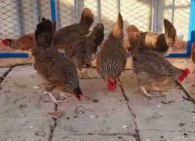بيض دجاج عربي ترثه 2