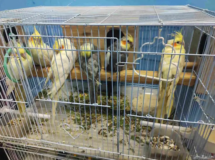 طيور زينة للبيع طيور منتجة 3