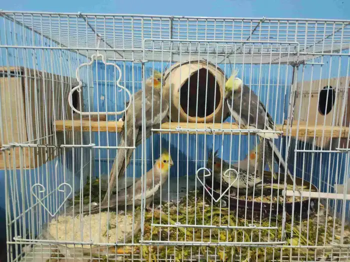 طيور زينة للبيع طيور منتجة 0