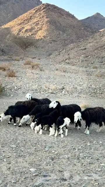 غنم نجد للبيع وافلح من ذكر الله 5
