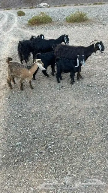 للبببيع معزا ولد وعيالها كبرا ذبايح 3