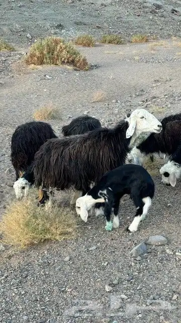 غنم نجد للبيع وافلح من ذكر الله 0
