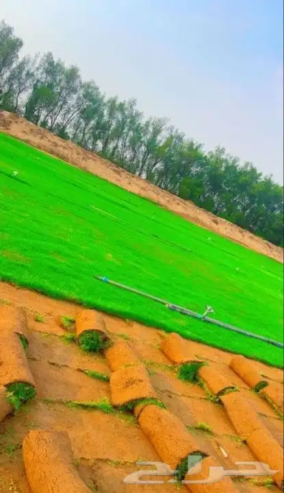 للبيع نجيله خضراء عشب اخضر طبيعي 2