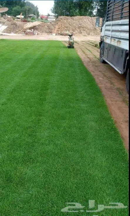 للبيع نجيله خضراء عشب اخضر طبيعي 4