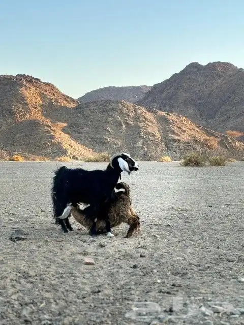 للبببيع معزا ولد وعيالها كبرا ذبايح 2
