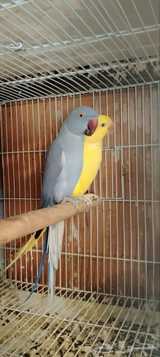 زوج دره هولندي تحته فرخ ( تم البيع.) 0