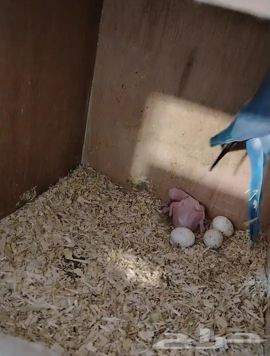 زوج دره هولندي تحته فرخ ( تم البيع.) 2