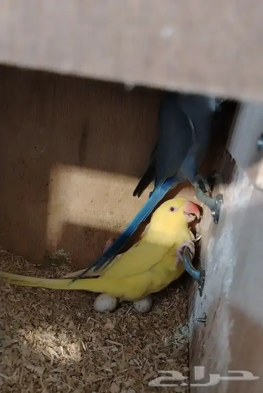 زوج دره هولندي تحته فرخ ( تم البيع.) 1