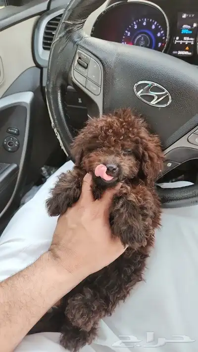 كلب توي بودل Toy Poodle للبيع 7