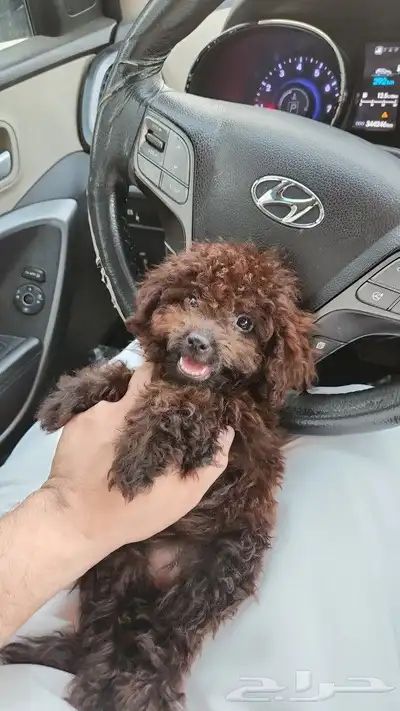 كلب توي بودل Toy Poodle للبيع 3