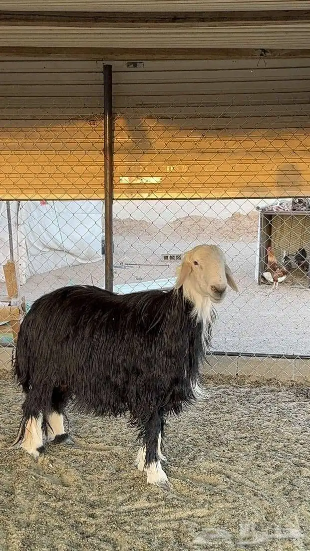 طلي فحل نجدي 2