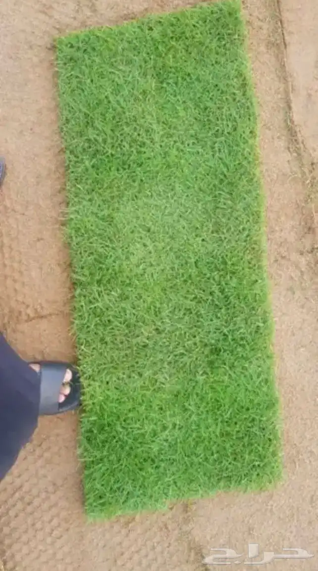 للبيع نجيله خضراء عشب اخضر طبيعي 3