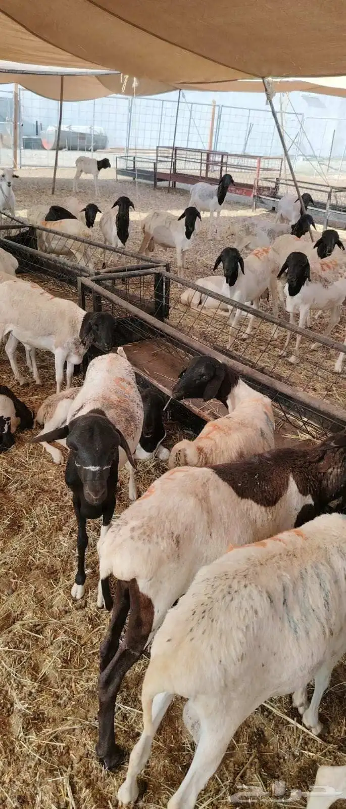 برابر صومالية بربري مرابي تفريد وجملة 500 2
