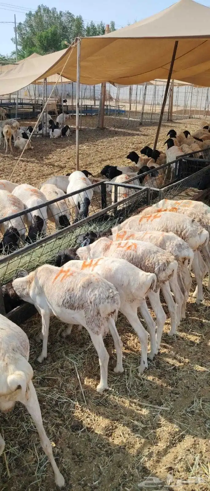 برابر صومالية بربري مرابي تفريد وجملة 500 0