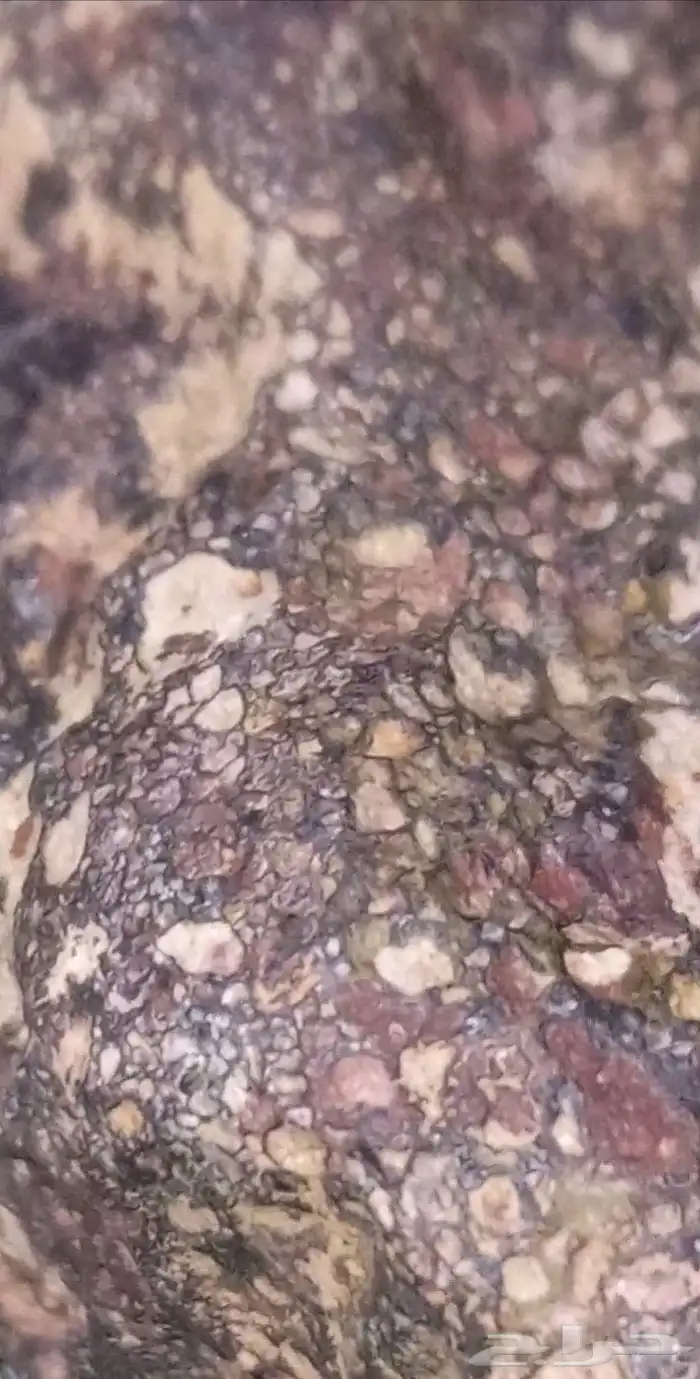 عقيق عظمة الديناصور المتحجرة...fossilized dinosaur bone agat 4