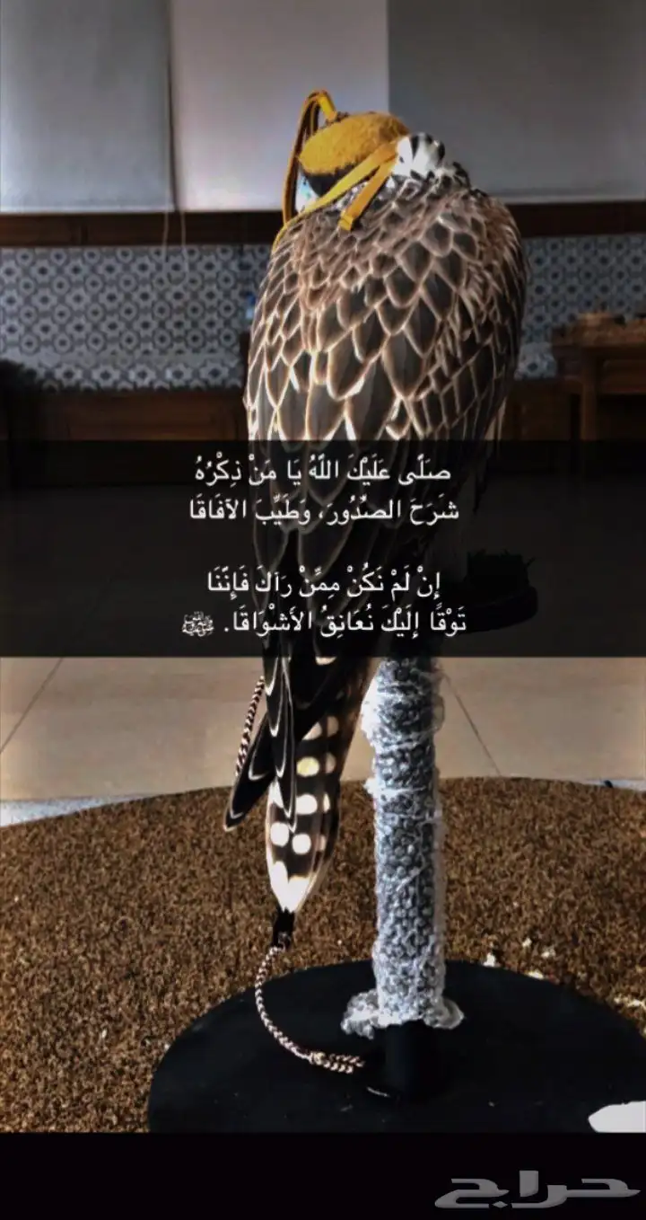 مطلوووب شقه دور ارضي مع حوش ويكون سعرها مناسب الافضل يكون في 0