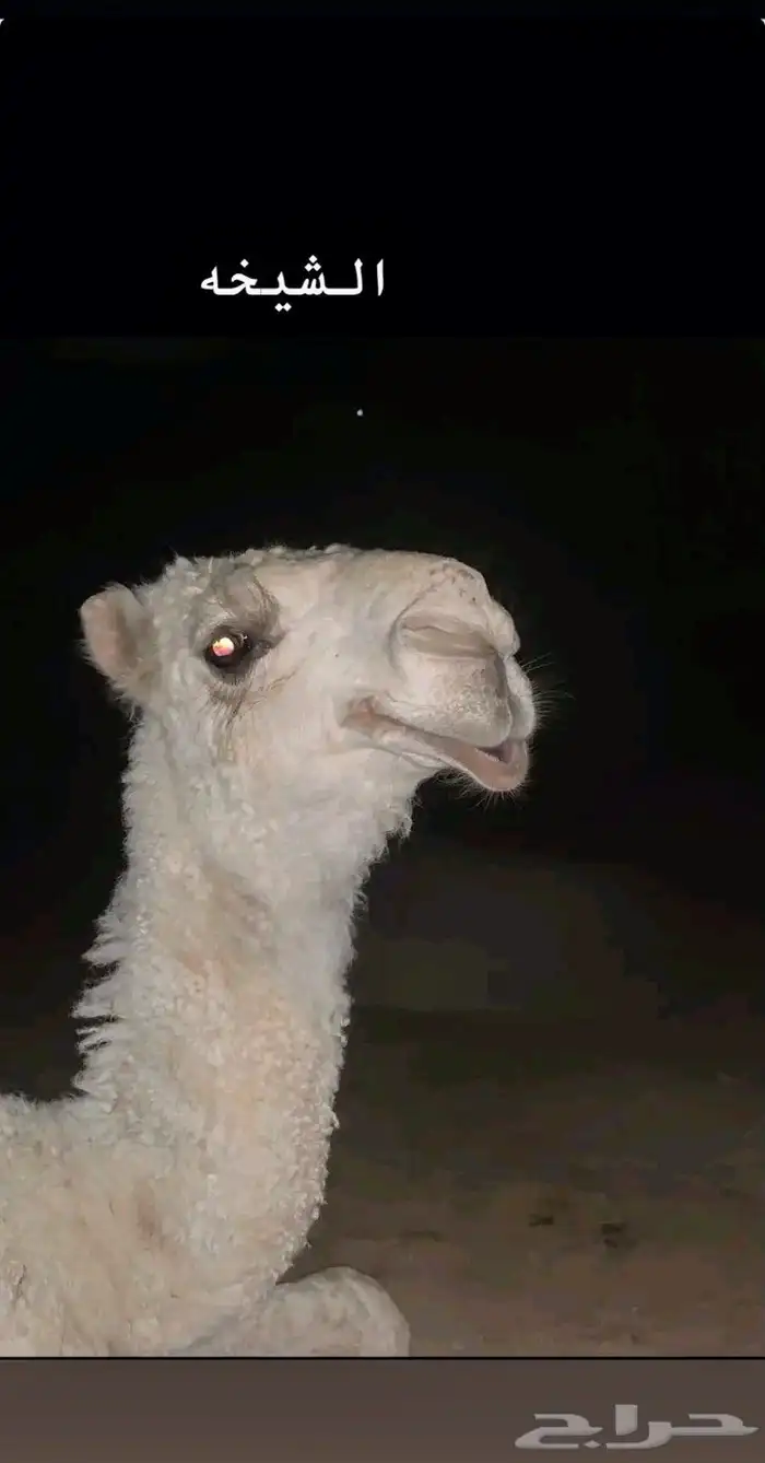 قعدان وبكار للبيع 1