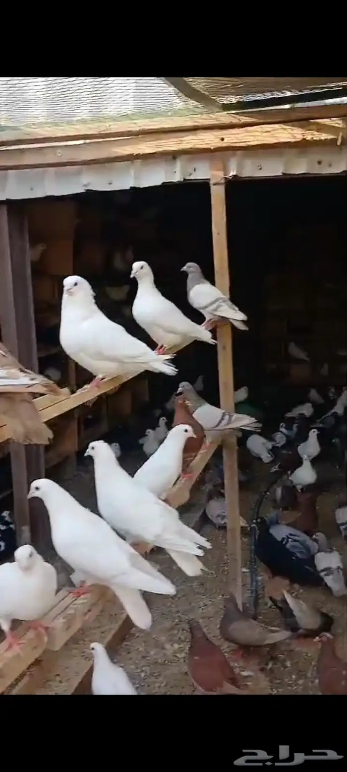 البيع حمام مشكل 1