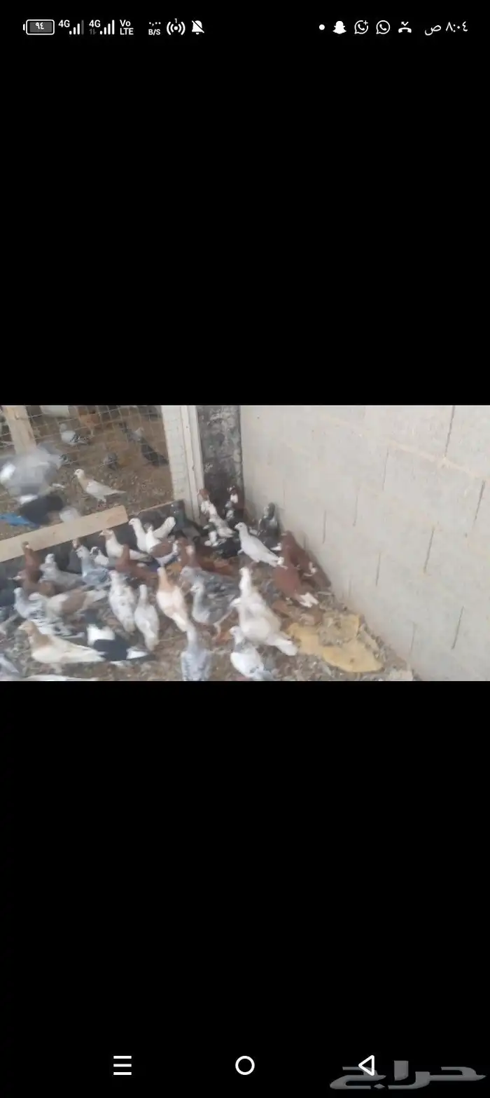 حمام سوري كش وإنتاج 6