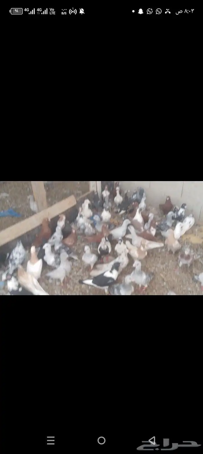 حمام سوري كش وإنتاج 4