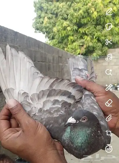 ذكر زاجل بطل تب سليم من كل شي 0