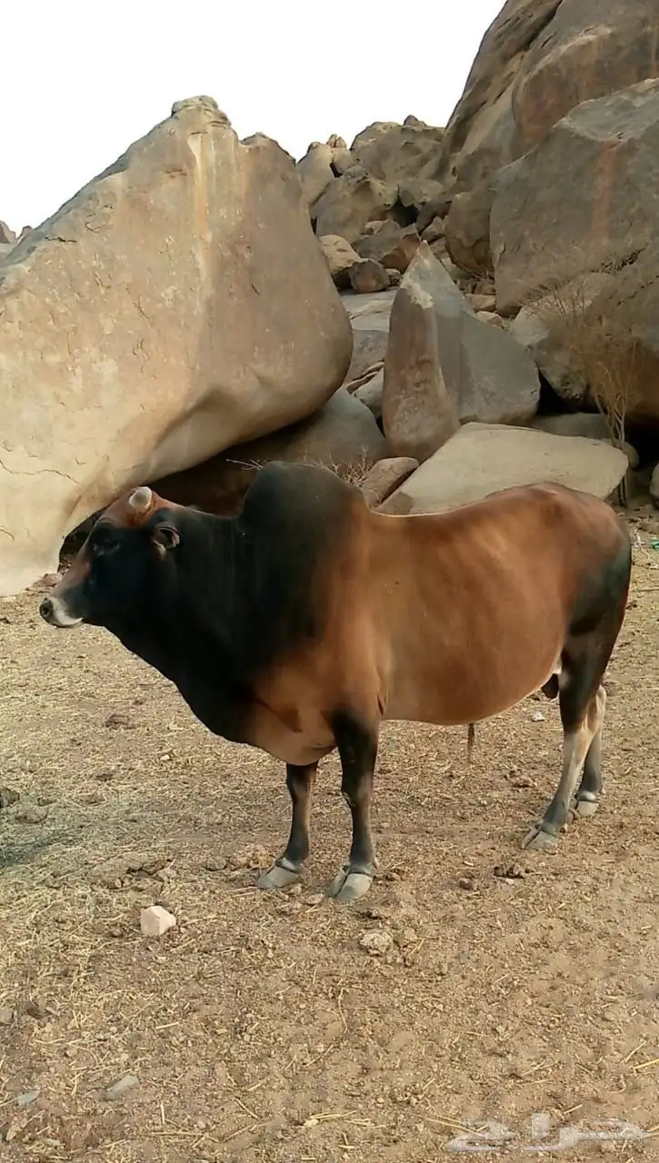 ثور بلدي احمر 0