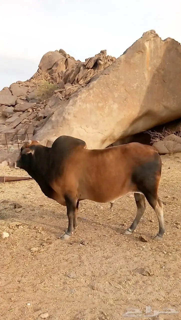 ثور بلدي احمر 3