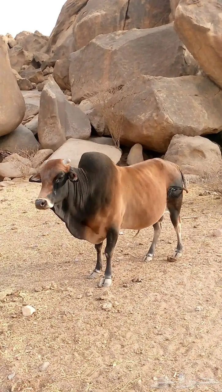 ثور بلدي احمر 2